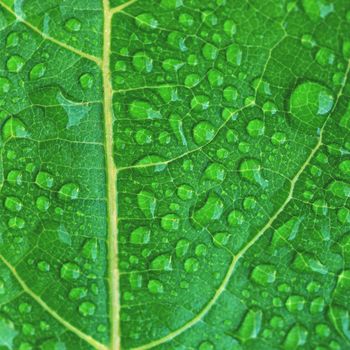 Green dewy leaf. Beautiful green fresh natural background.