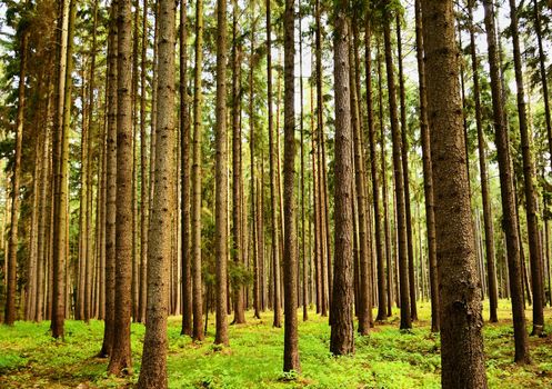 Trees in the forest Forest and natural backdrop for relaxation and recreation in nature