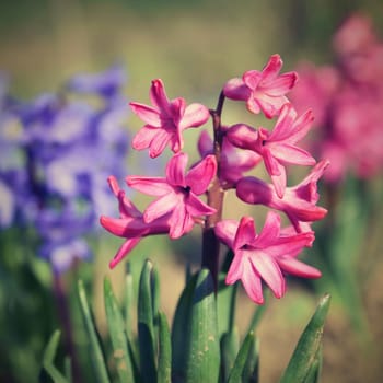 Spring and beautifully blooming flowers - hyacinth.