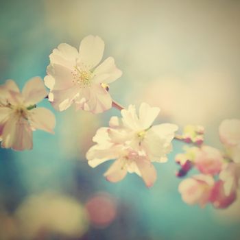 Beautiful blossom tree. Nature scene with sun in Sunny day. Spring flowers. Abstract blurred background in Springtime. 