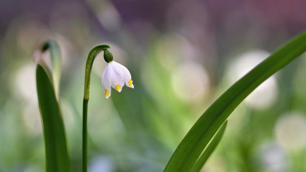 Beautiful blooming spring snowflakes flowers. (leucojum vernum carpaticum)