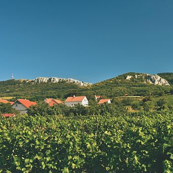 Vineyards under Palava. Czech Republic - South Moravian Region wine region.