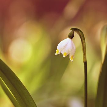 Beautiful blooming spring snowflakes flowers. (leucojum vernum carpaticum)