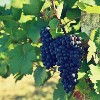 Vineyards under Palava. Czech Republic - South Moravian Region wine region.