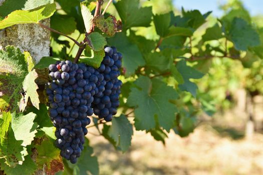 Vineyards under Palava. Czech Republic - South Moravian Region wine region.