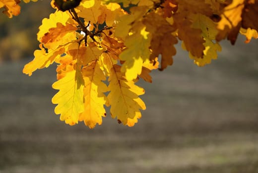 Autumn leaves. Natural seasonal colored background