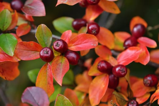 Autumn leaves. Natural seasonal colored background