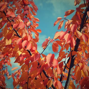 Autumn leaves. Natural seasonal colored background