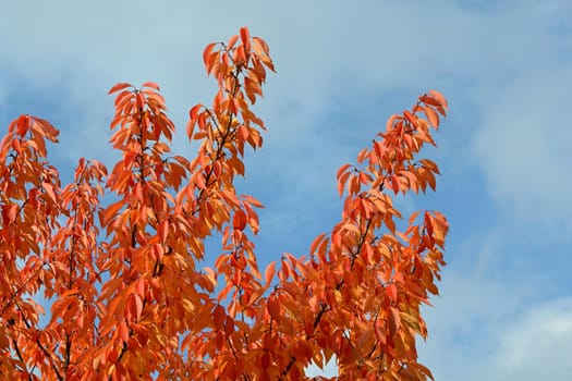 Autumn leaves. Natural seasonal colored background