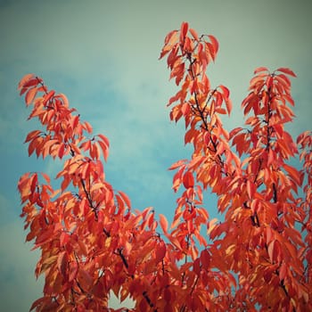 Autumn leaves. Natural seasonal colored background