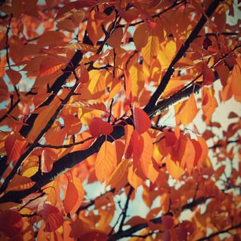 Autumn leaves. Natural seasonal colored background