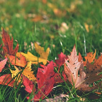 Autumn leaves. Natural seasonal colored background