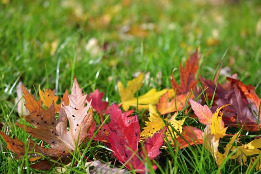 Autumn leaves. Natural seasonal colored background