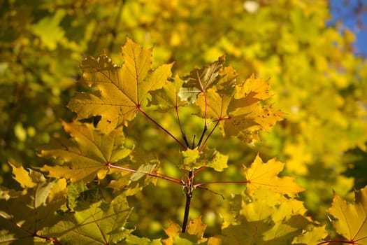 Autumn leaves. Natural seasonal colored background