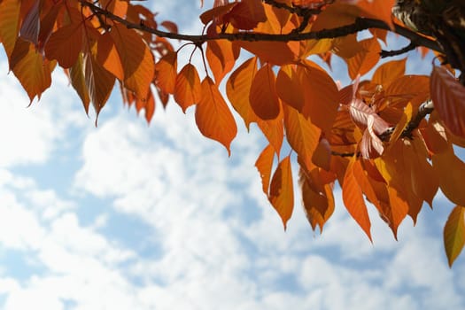 Autumn leaves. Natural seasonal colored background