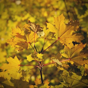 Autumn leaves. Natural seasonal colored background