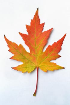 Autumn leaves. Natural seasonal colored background
