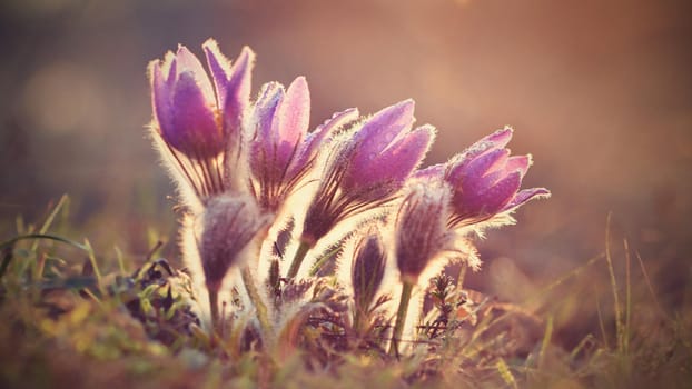 Spring flowers. Beautifully blossoming pasque flower and sun with a natural colored background. (Pulsatilla grandis)