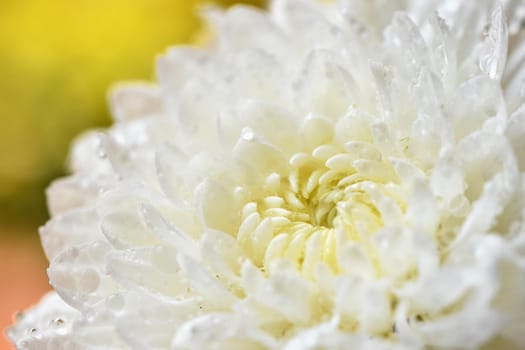 Macro shot of drops on the white flowers. Beautiful natural pink blurred background.