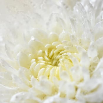 Macro shot of drops on the white flowers. Beautiful natural pink blurred background.