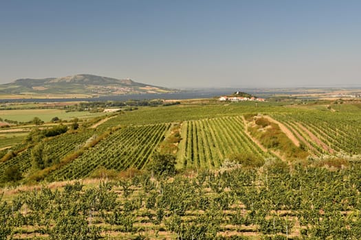 Vineyards under Palava. Czech Republic - South Moravian Region wine region.