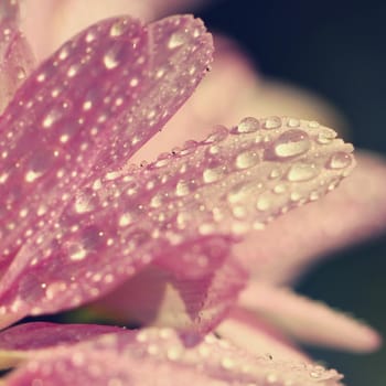 Macro shot of drops on flower. Beautiful natural pink blurred background.