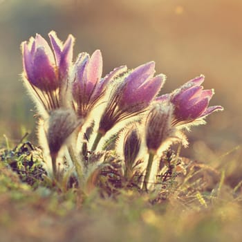 Spring flowers. Beautifully blossoming pasque flower and sun with a natural colored background. (Pulsatilla grandis)