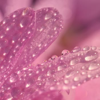 Macro shot of drops on flower. Beautiful natural pink blurred background.