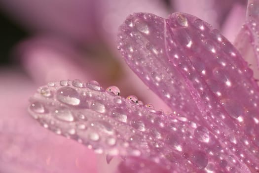 Macro shot of drops on flower. Beautiful natural pink blurred background.