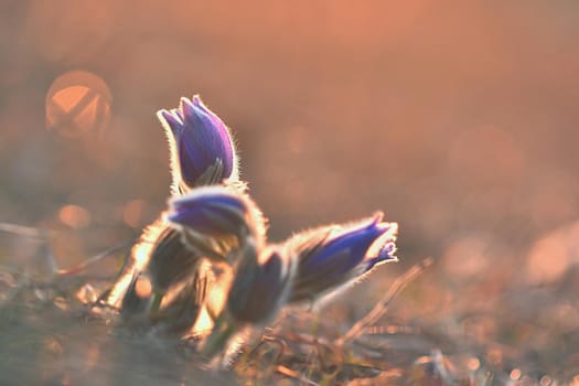 Spring flowers. Beautifully blossoming pasque flower and sun with a natural colored background. (Pulsatilla grandis)