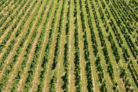 The grapes in the vineyard.. Wine region of South Moravia Czech Republic.