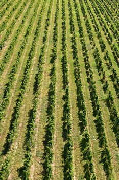 The grapes in the vineyard.. Wine region of South Moravia Czech Republic.