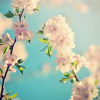 Beautiful blossom tree. Nature scene with sun in Sunny day. Spring flowers. Abstract blurred background in Springtime. 