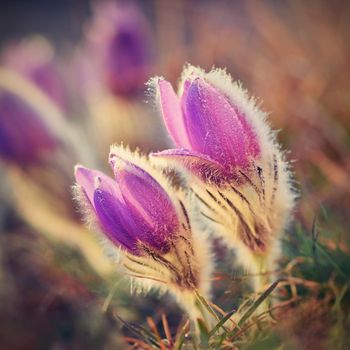 Spring flowers. Beautifully blossoming pasque flower and sun with a natural colored background. (Pulsatilla grandis)