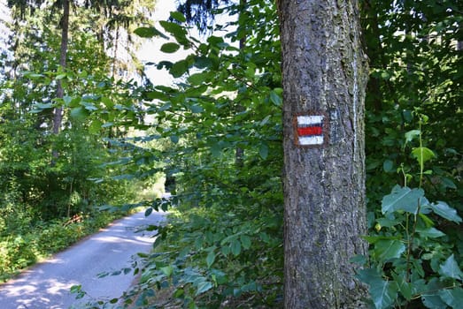 Tourist sign on the tree. Beautiful forest road nature.