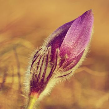 Spring flowers. Beautifully blossoming pasque flower and sun with a natural colored background. (Pulsatilla grandis)