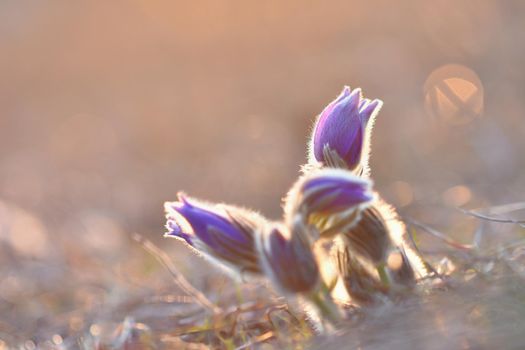 Spring flowers. Beautifully blossoming pasque flower and sun with a natural colored background. (Pulsatilla grandis)