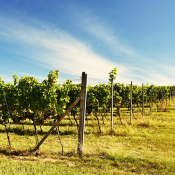 The wine in the vineyard. Wine region of South Moravia Czech Republic.