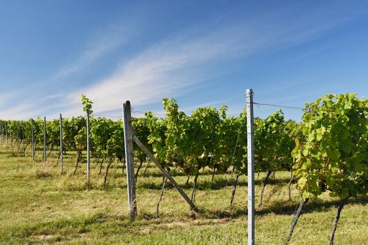 The wine in the vineyard. Wine region of South Moravia Czech Republic.