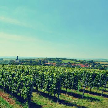 The wine in the vineyard. Wine region of South Moravia Czech Republic.