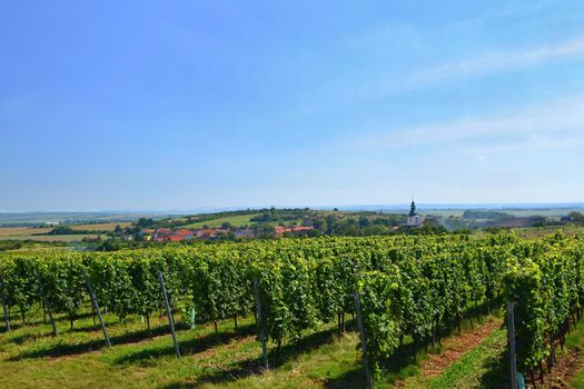 The wine in the vineyard. Wine region of South Moravia Czech Republic.