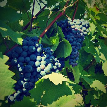 The wine in the vineyard. Wine region of South Moravia Czech Republic.