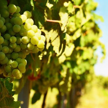 The wine in the vineyard. Wine region of South Moravia Czech Republic.