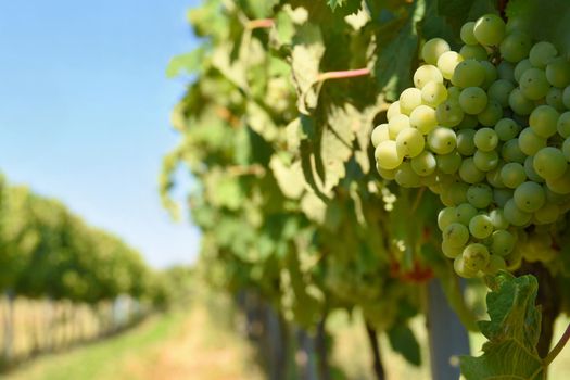 The wine in the vineyard. Wine region of South Moravia Czech Republic.