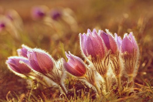 Spring flowers. Beautifully blossoming pasque flower and sun with a natural colored background. (Pulsatilla grandis)