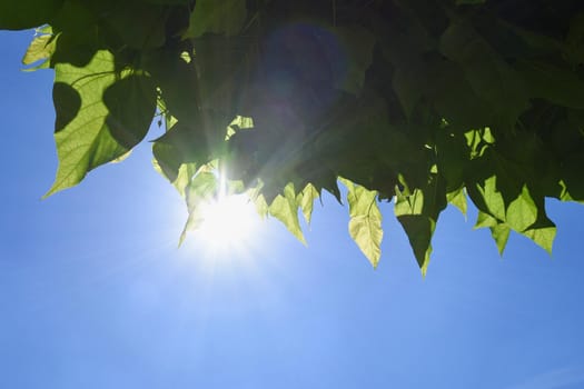 tree leaves with blue sky and sunshine