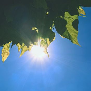 tree leaves with blue sky and sunshine