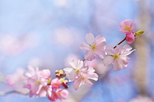 Beautiful blossom tree. Nature scene with sun in Sunny day. Spring flowers. Abstract blurred background in Springtime. 