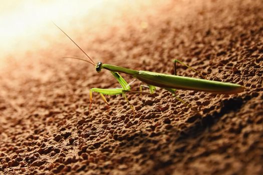 Giant Asian Praying Mantis (Hierodula membranacea)