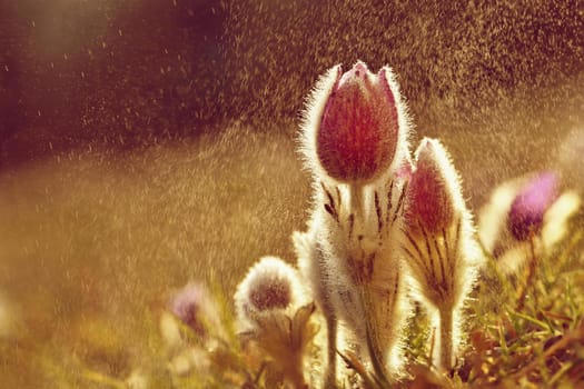 Spring flowers. Beautifully blossoming pasque flower and sun with a natural colored background. (Pulsatilla grandis)